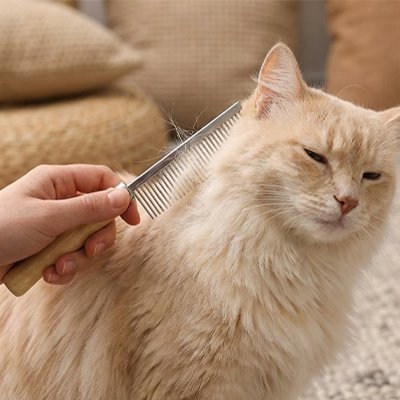 Peigne pour chat 